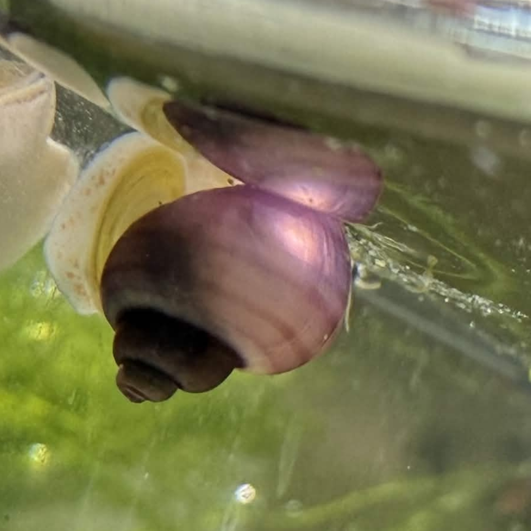 Magenta mystery snail on light gravel.