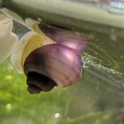 Magenta mystery snail on light gravel.