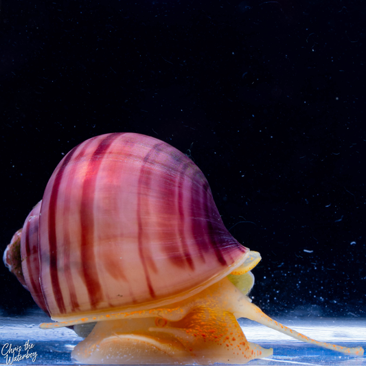 A close-up photograph of a magenta mystery snail with a pink striped shell and a yellow-orange body, crawling on a dark, nearly black background with a bright blue reflective strip along the bottom.
