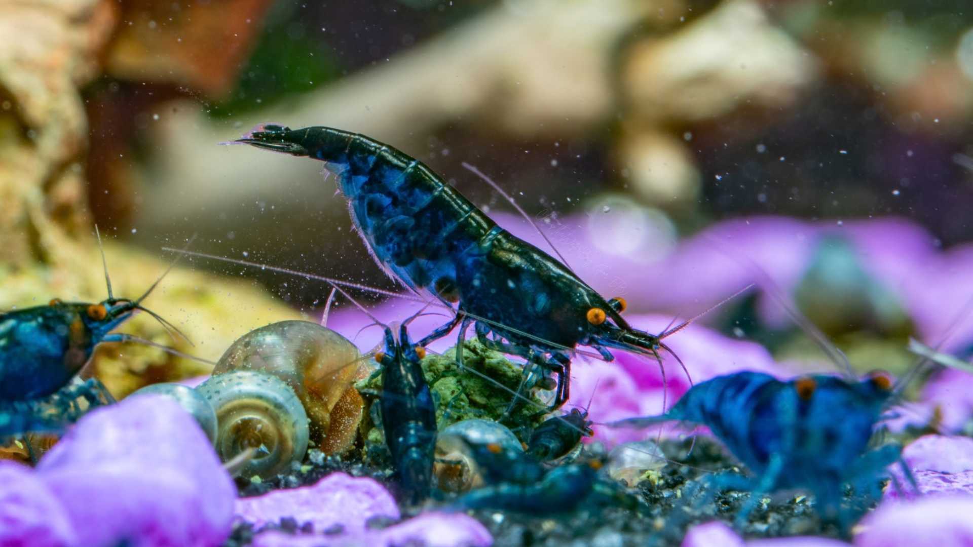 Blue demon shrimp in an aquarium setting with purple rocks.