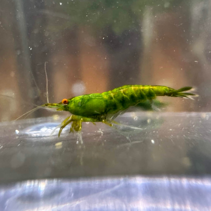 Green shrimp on a clear surface with a blurred background