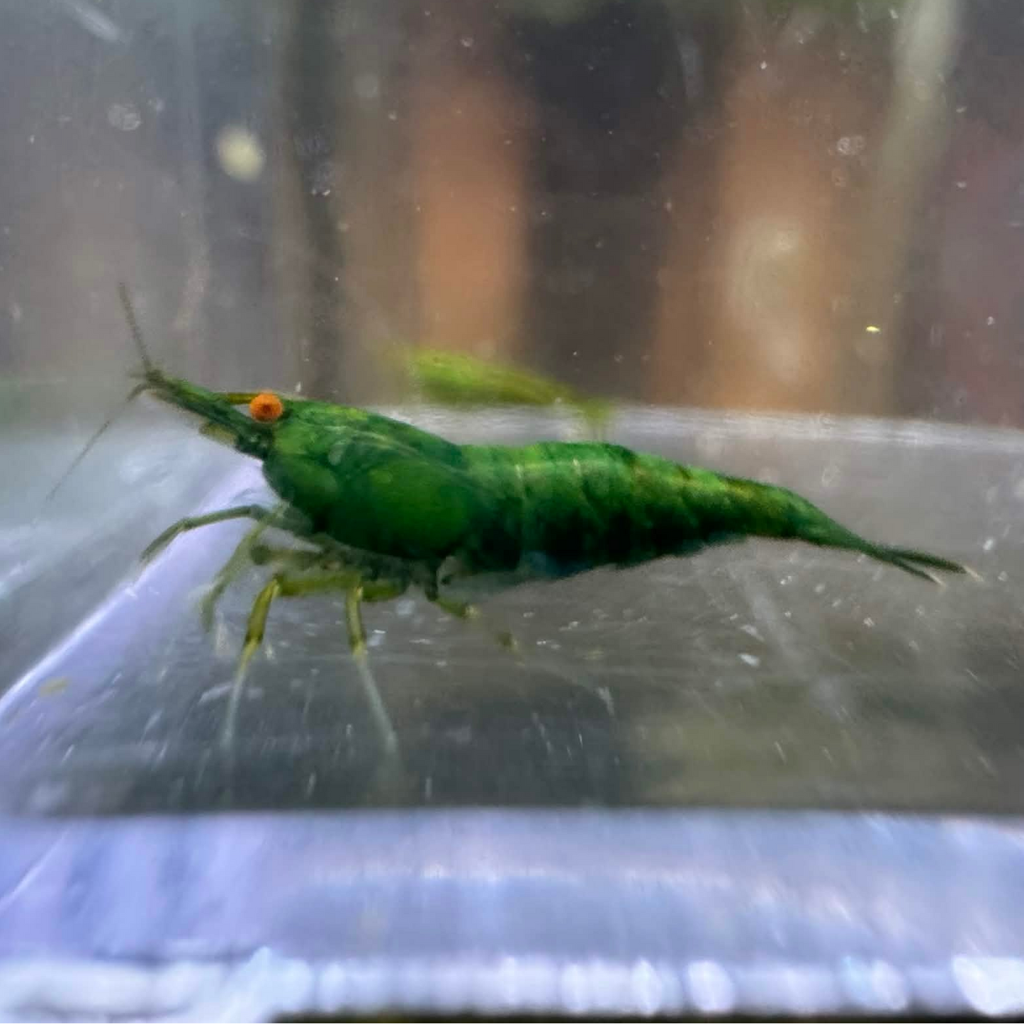 Green shrimp on clear surface and blurred background.