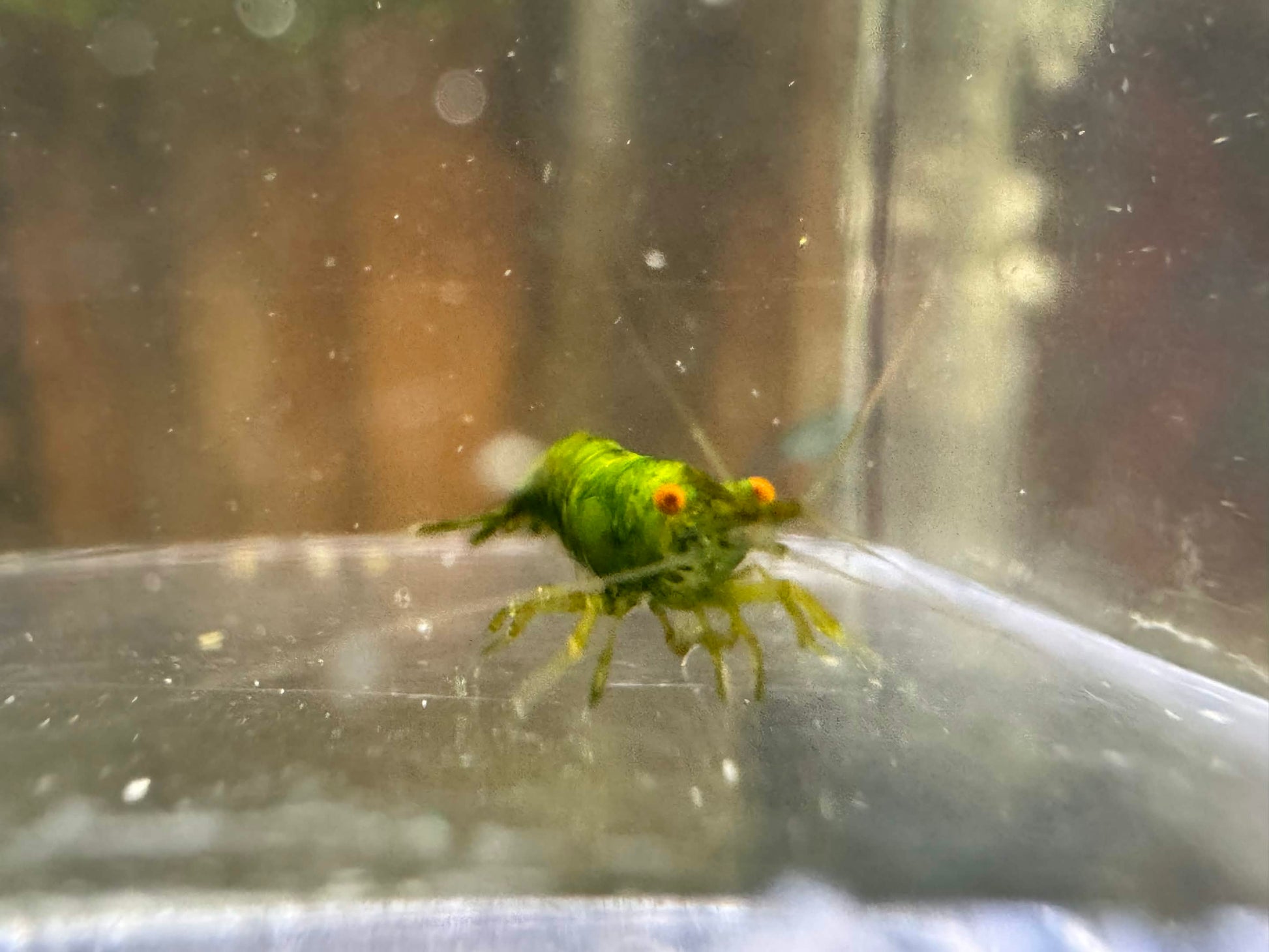 Green shrimp on a glass surface with a blurred background