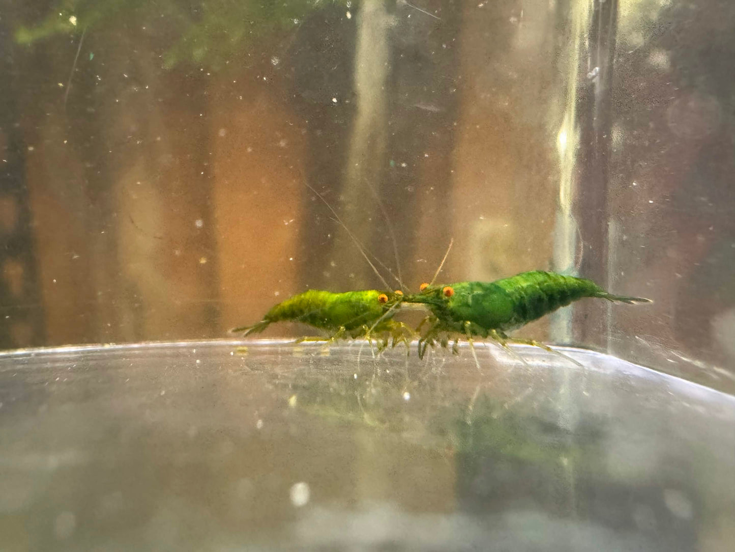 Two green shrimp in a clear tank with a blurred background