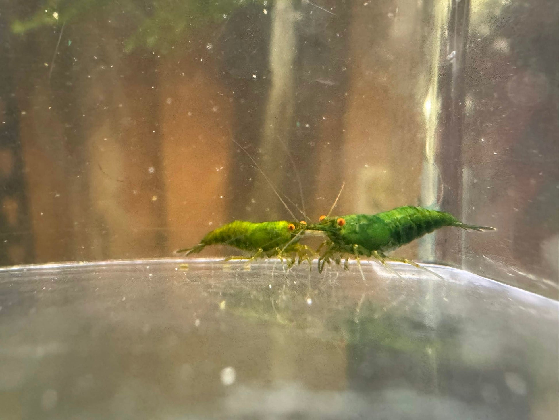 Two green shrimp in a clear tank with a blurred background