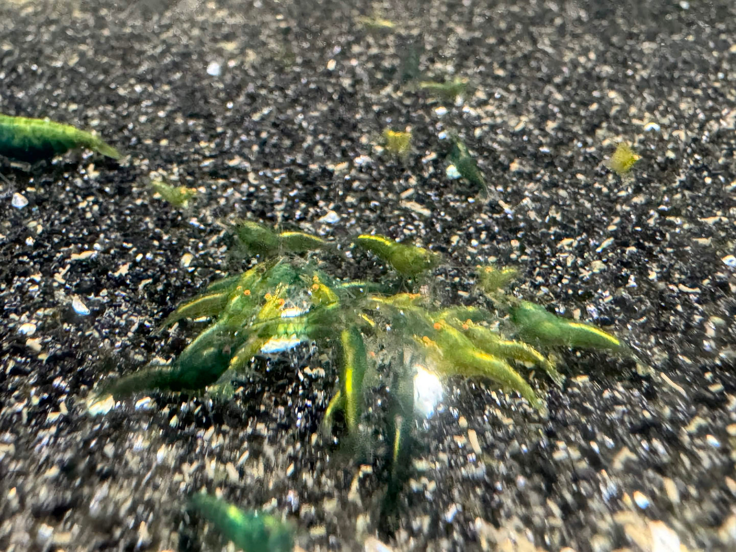 Small green shrimp on a dark sandy or gravelly surface