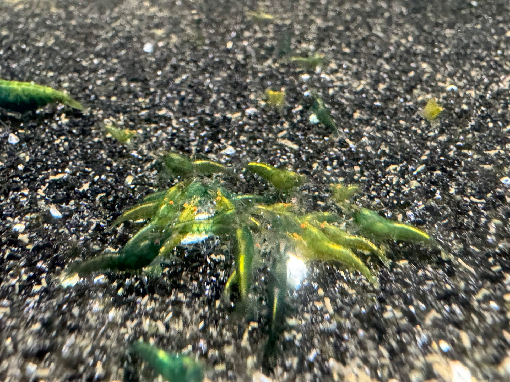 Small green shrimp on a dark sandy or gravelly surface