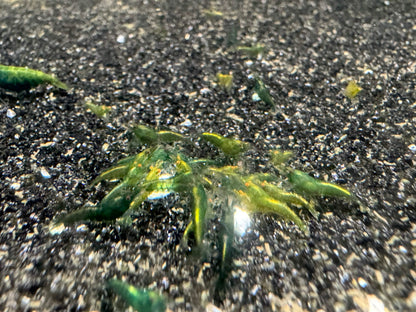 Small green shrimp on a dark sandy or gravelly surface