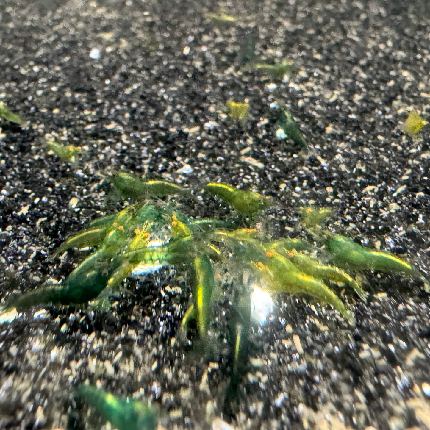 Small green shrimp on a dark sandy or gravelly surface.