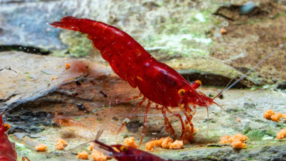 Orange eye red shrimp on a rocky surface with orange food.
