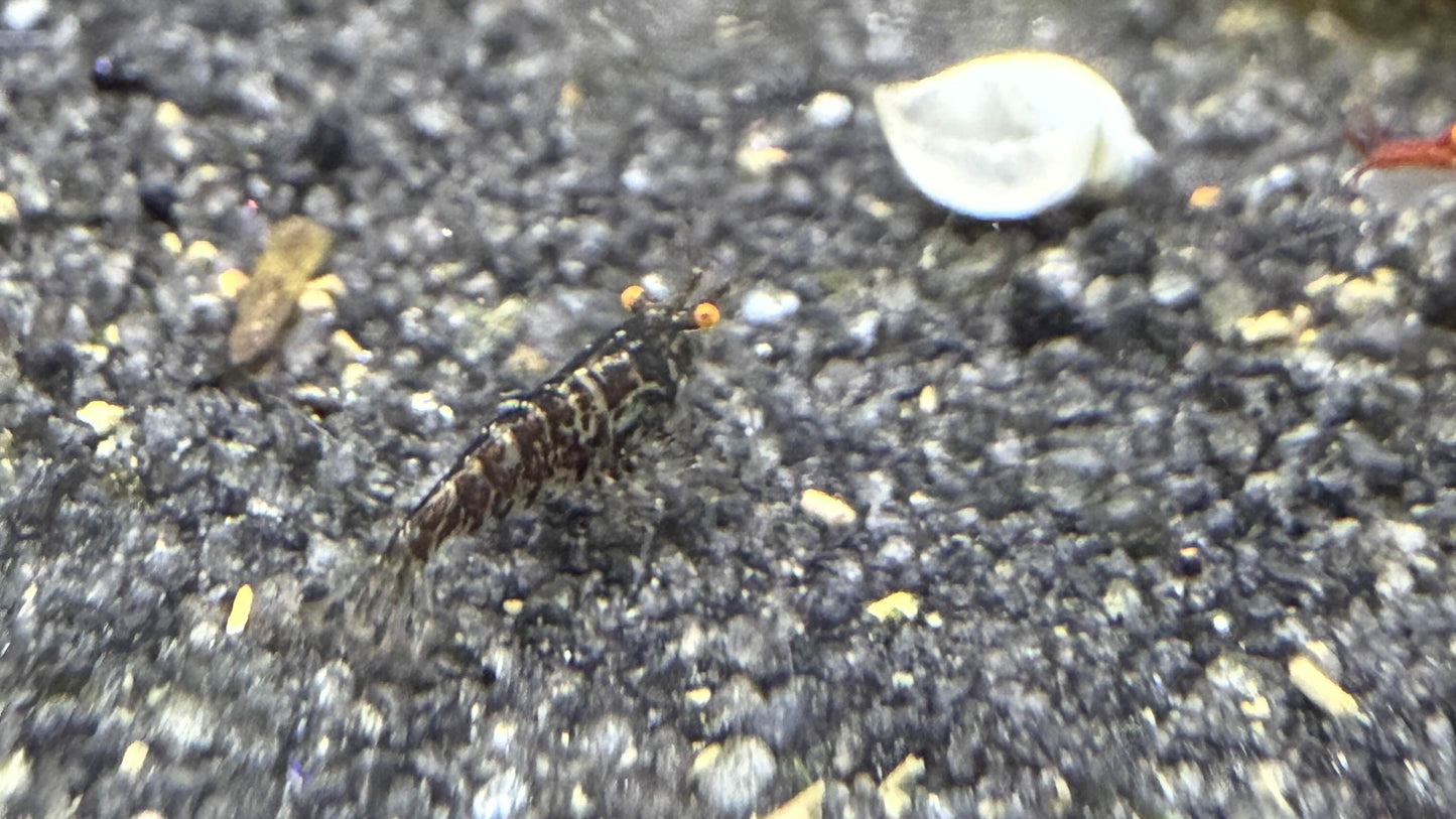 Small shrimp on a dark, textured surface with a blurred natural background