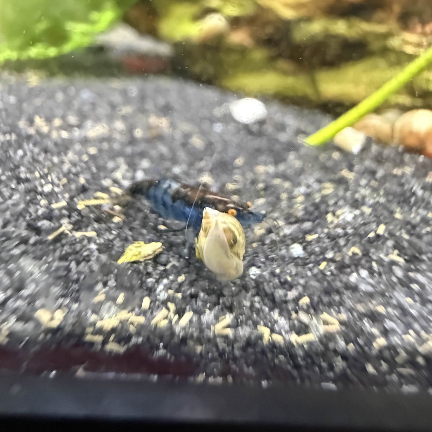 Small cull orange eye shrimp in aquarium