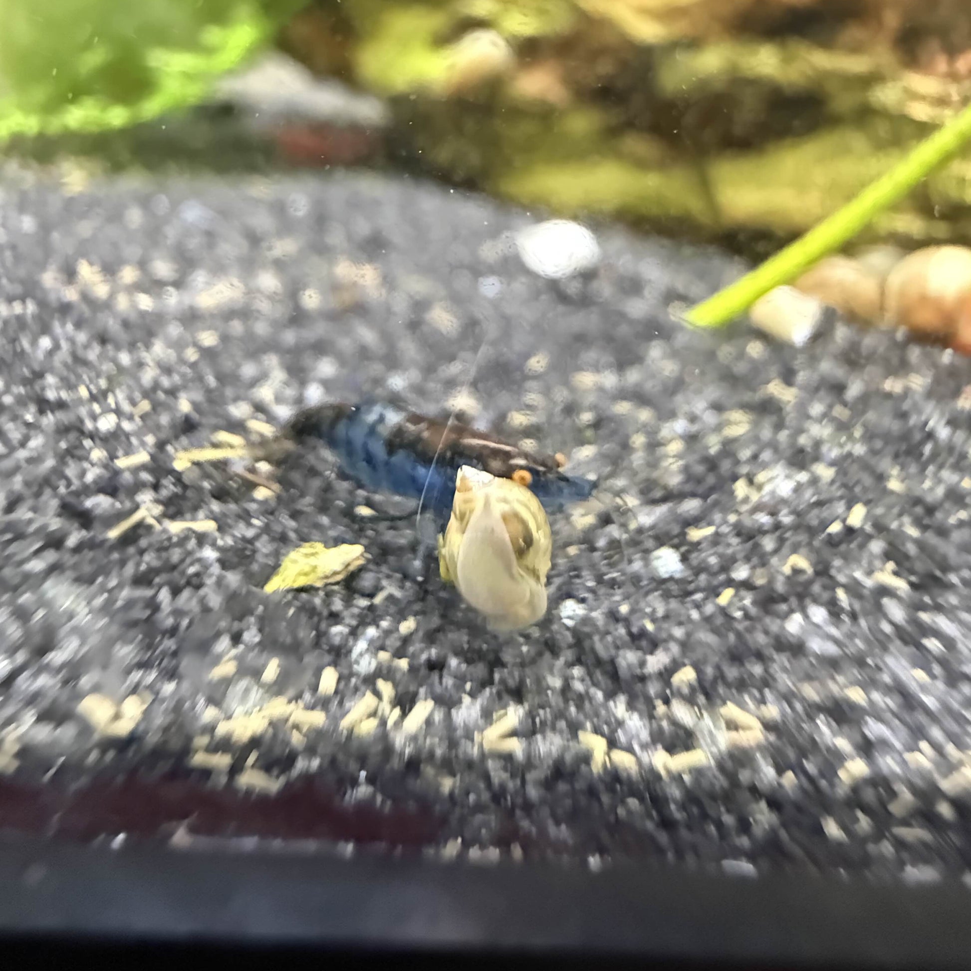 Small cull orange eye shrimp in aquarium