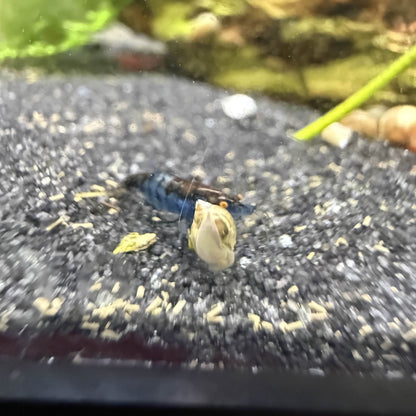 Small cull orange eye shrimp in aquarium
