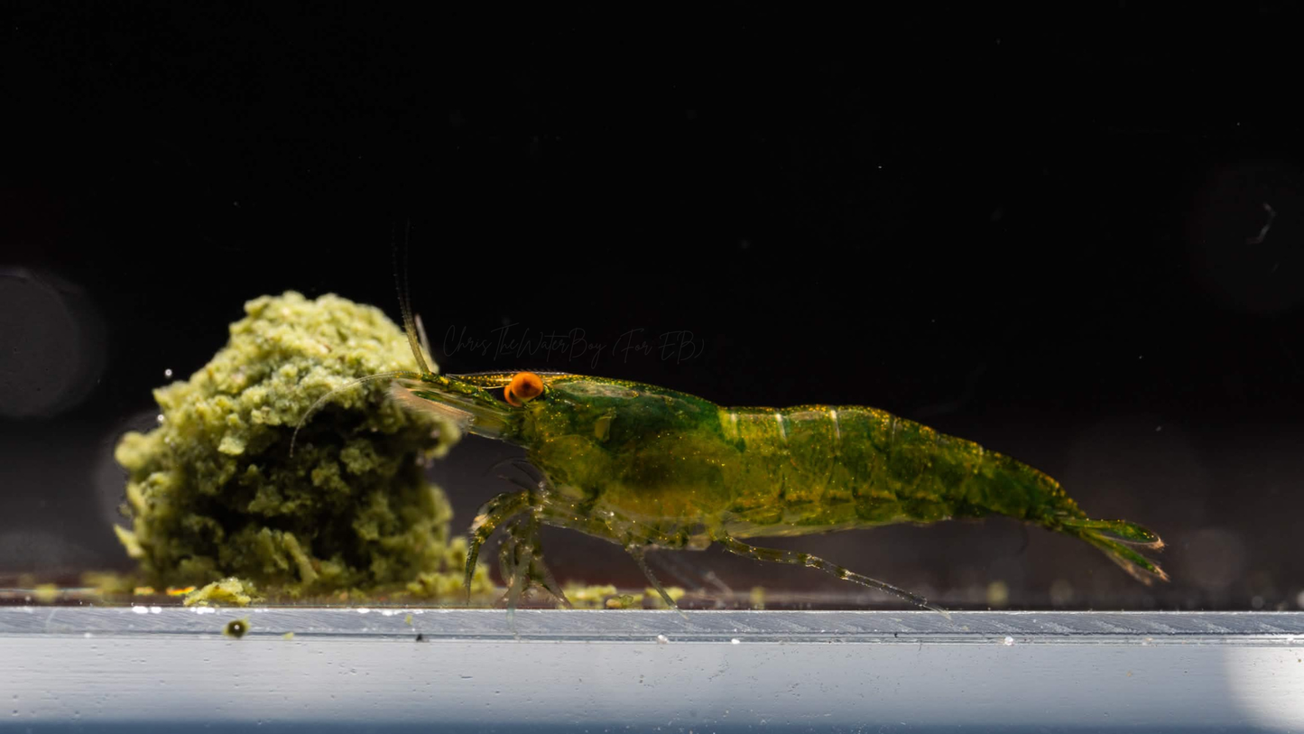 Orange Eye Green Demon Neocaridina Shrimp eating food on a bare bottom tank with a dark background.