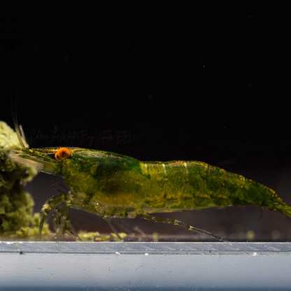Orange Eye Green Demon Neocaridina Shrimp eating food on a bare bottom tank with a dark background.