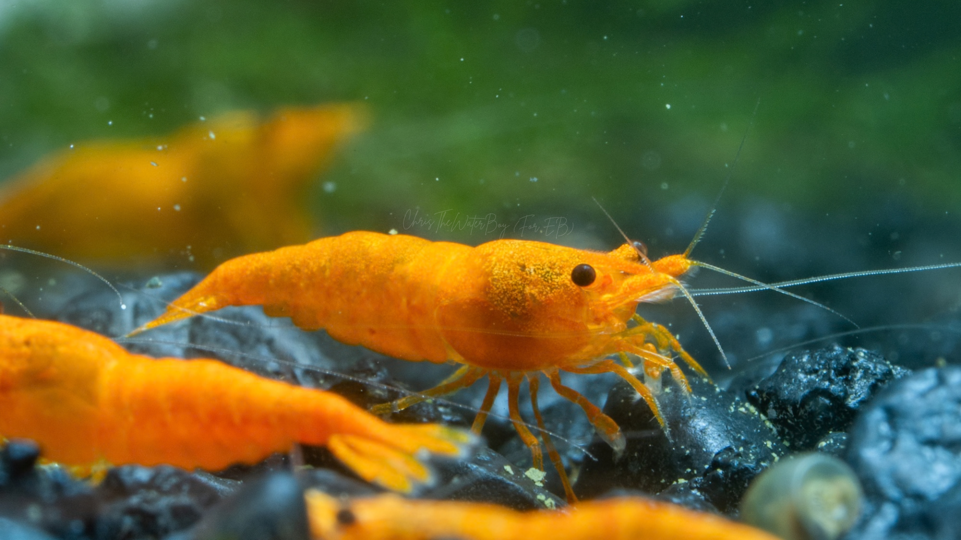 Orange shrimp on a dark substrate with a green blurred background