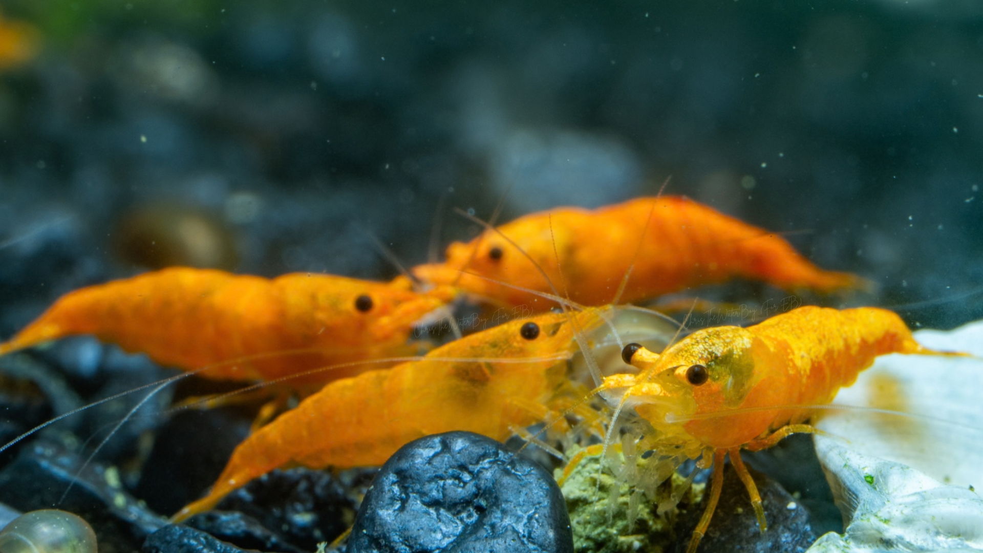 Orange shrimp in an aquarium setting with rocks and gravel.
