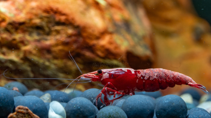 Red shrimp on blue stones with a blurred natural background