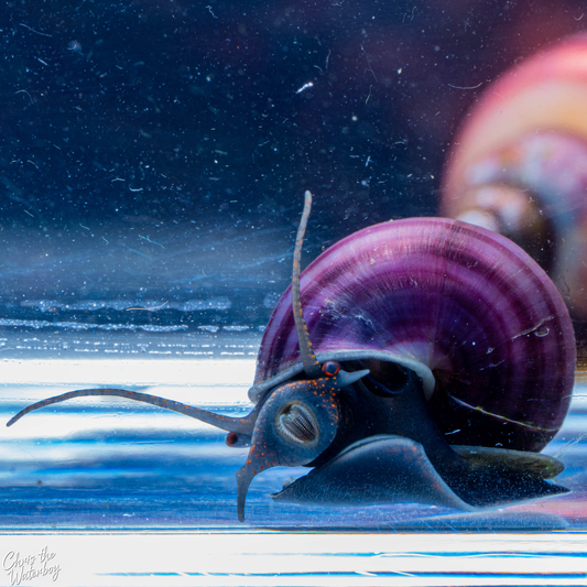 A close-up photograph of a purple mystery snail on a blue reflective surface, with a blurred striped snail shell in the background.