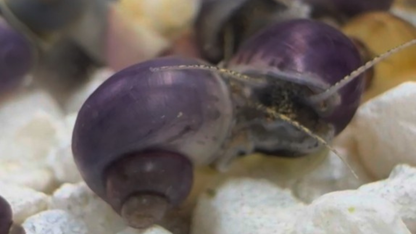 Purple mystery snail on light gravel.