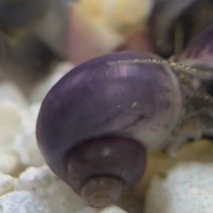 Purple mystery snail on light gravel.