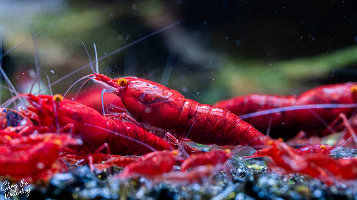 A close-up underwater photograph of bright orange eye red demon neocaridina shrimp on dark, rocky seafloor texture with a blurred green and black background.