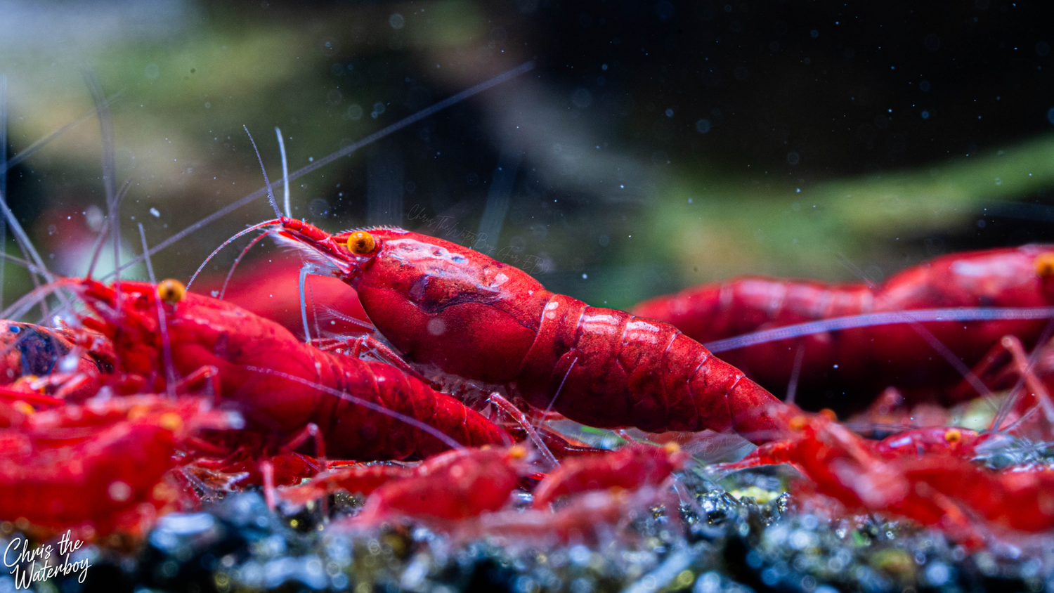 A close-up underwater photograph of bright orange eye red demon neocaridina shrimp on dark, rocky seafloor texture with a blurred green and black background.
