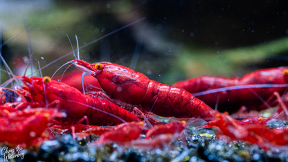 A close-up underwater photograph of bright orange eye red demon neocaridina shrimp on dark, rocky seafloor texture with a blurred green and black background.
