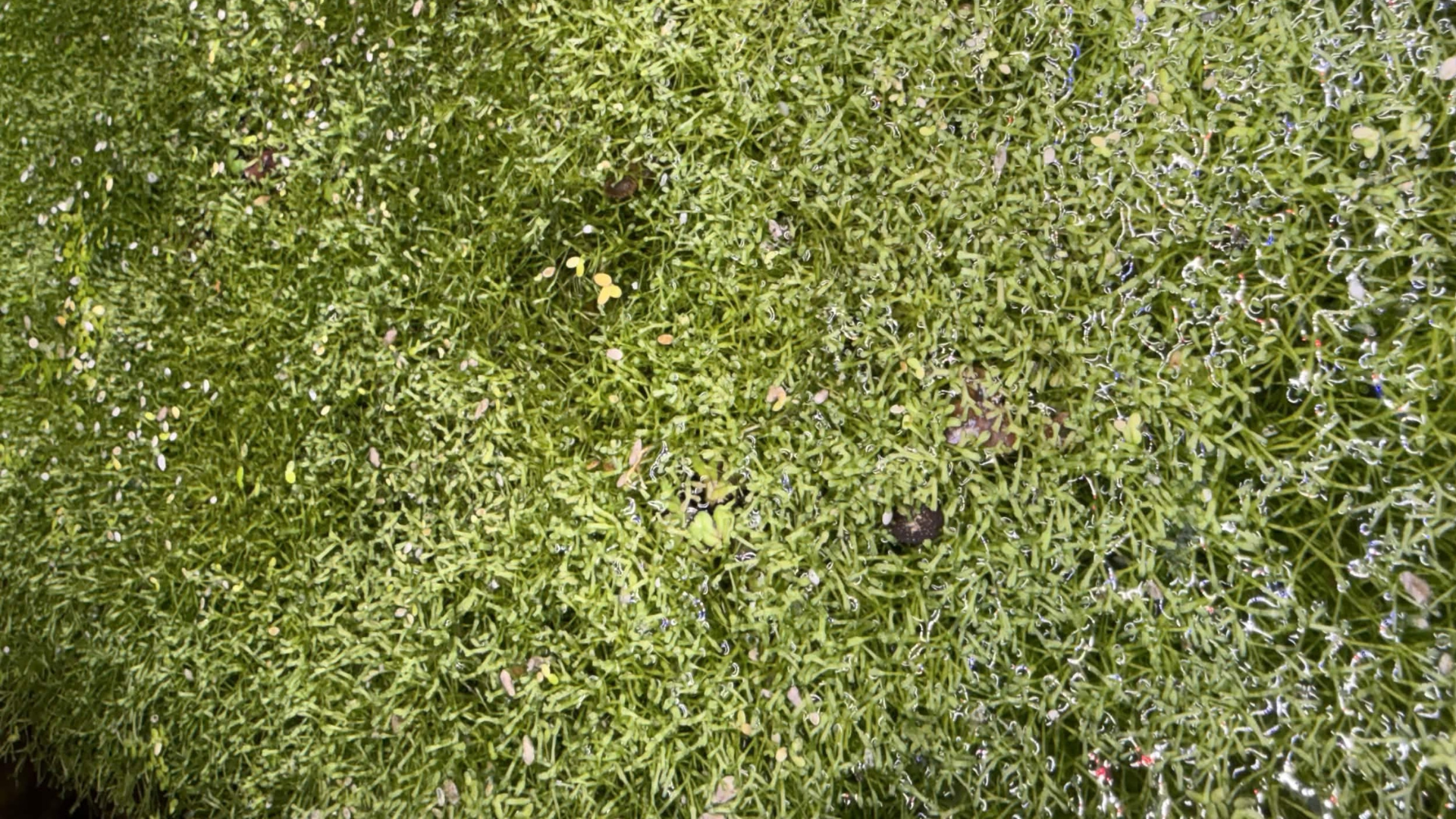 A close-up view of dense green riccia fluitans with small scattered yellow and purple details.