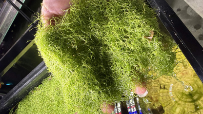A hand holding a dense clump of bright green riccia fluitans in front of an aquarium tank with water and more riccia fluitans visible.