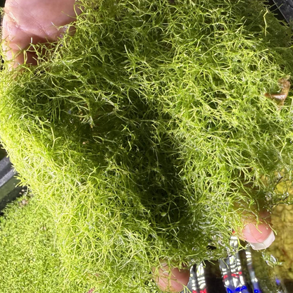 A hand holding a dense clump of bright green riccia fluitans in front of an aquarium tank with water and more riccia fluitans visible.