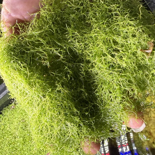 A hand holding a dense clump of bright green riccia fluitans in front of an aquarium tank with water and more riccia fluitans visible.