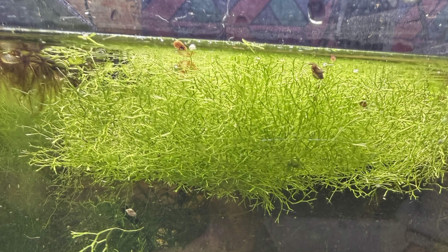 A dense patch of bright green aquatic plants, riccia fluitans, floating on the surface of an aquarium.