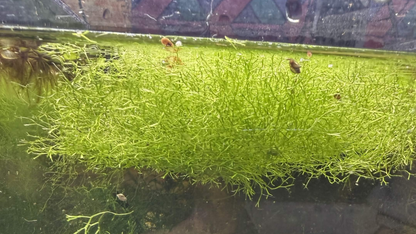A dense patch of bright green aquatic plants, riccia fluitans, floating on the surface of an aquarium.