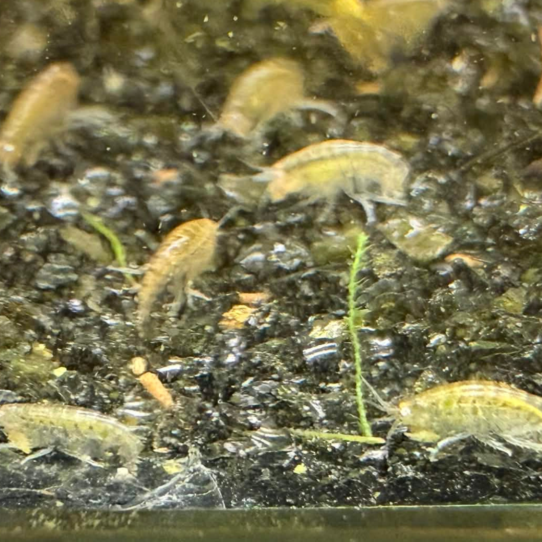 Close-up of small scuds swimming over dark substrate with organic debris.