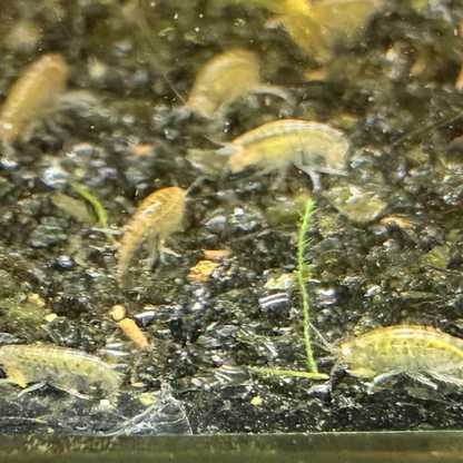 Close-up of small scuds swimming over dark substrate with organic debris.