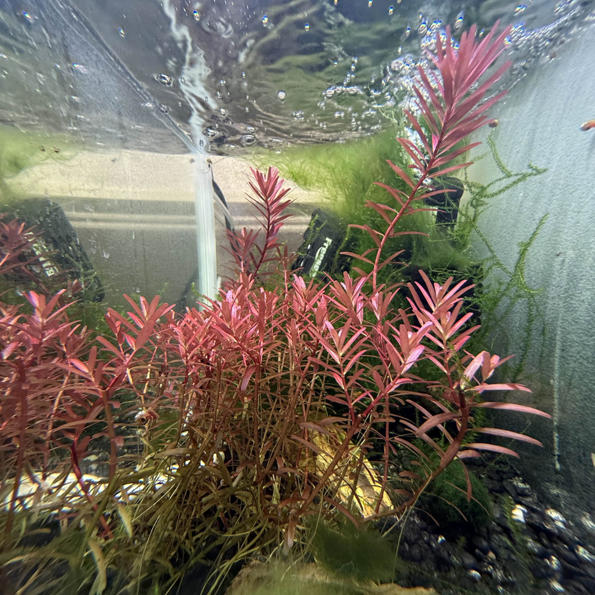 Red aquarium plants with a natural look in an aquarium setting.