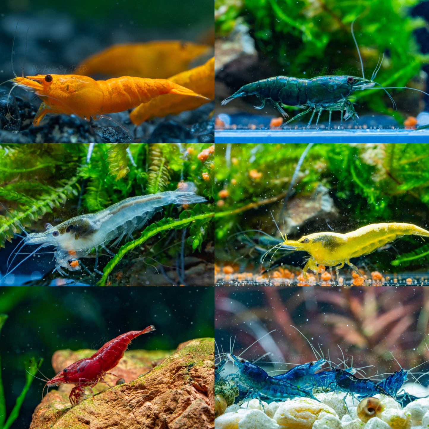 Collage of various shrimp in an aquarium setting with plants and rocks.
