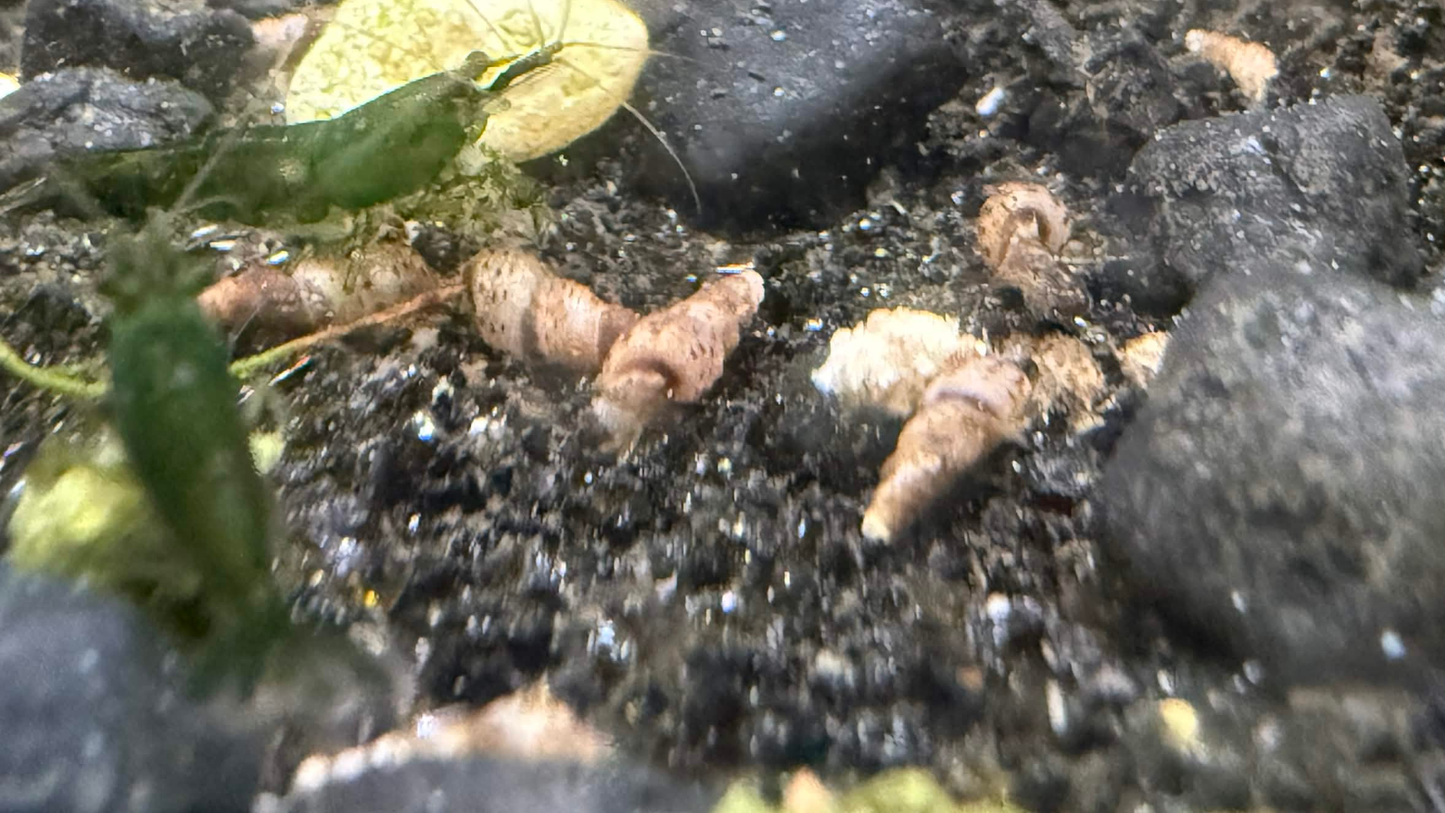A close-up underwater view of small trumpet snails and green aquatic plants on a dark gravel substrate.