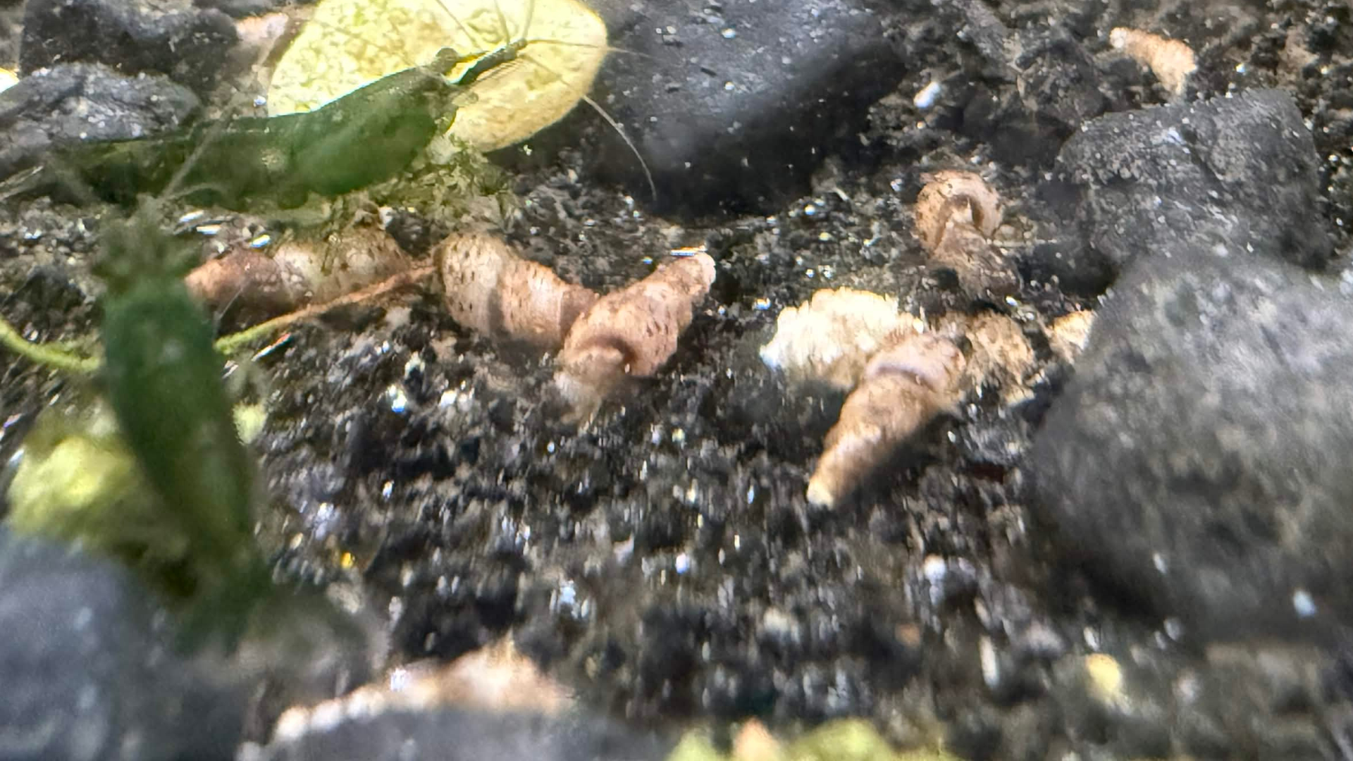 A close-up underwater view of small trumpet snails and green aquatic plants on a dark gravel substrate.