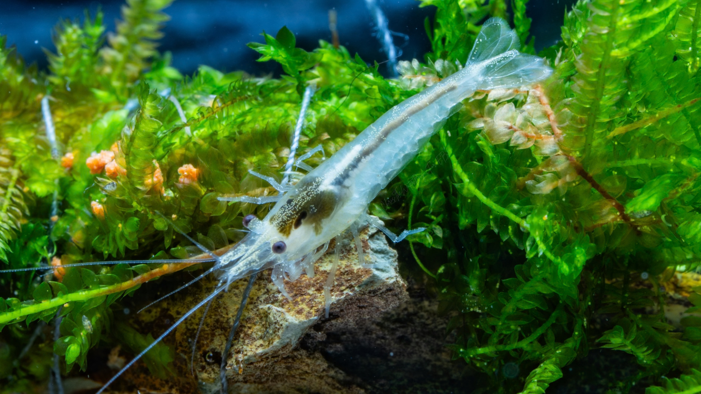 White shrimp in an aquarium with green plants