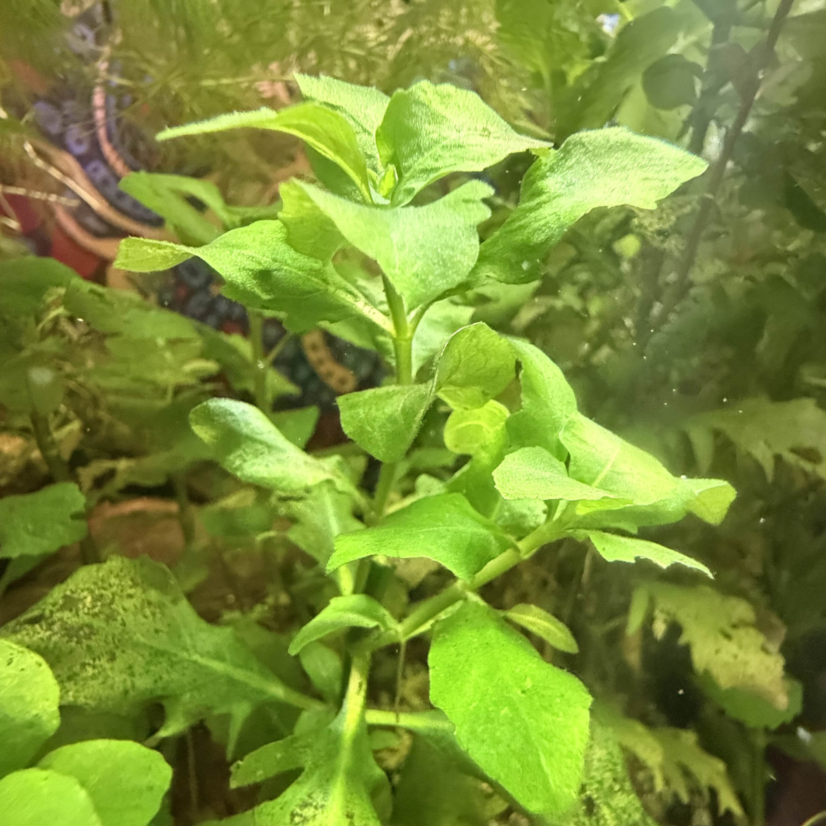 Close-up of green aquatic water wisteria plants with a colorful background